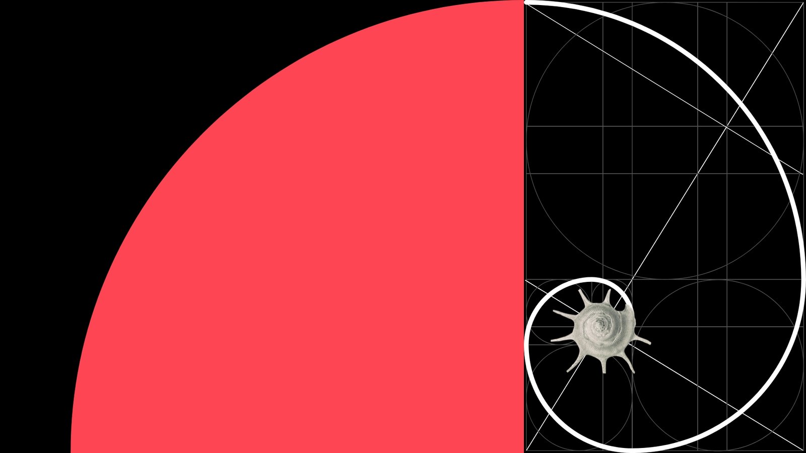 Proporción áurea — espiral y rectángulo áureo